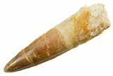 Fossil Spinosaurus Tooth - Real Dinosaur Tooth #364215-1